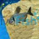 Black Phantom Tetra 
