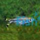 Black Scissortail Rasbora