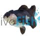Black & White Oranda