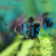 Black Window Tetra