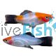 Blacktail Kohaku Koi Swordtail