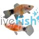 Bleeding Heart Platy