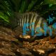 Cichlasoma Blue-Eye