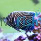 Angelfish Blue Girdled - Juvenile MDJ