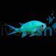 Chromis Blue-Green 