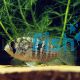 Blue Acara - Columbia 3