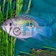 Blue Acara Rio Meta Colombia 