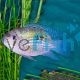 Blue Acara Rio Meta Colombia