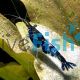Blue / Black Rili Shrimp