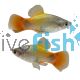 Blue Butterfly Moon Platy 4cm