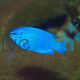 Female Blue Devil Damselfish