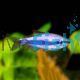 Blue Emperor Tetra - Kerri 2cm