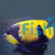 Blue Girdled Angelfish - Medium Adult 