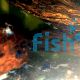 Blue Shrimp - Mixed Grade 1-2cm 