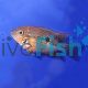 Blue Spangled Firemouth Cichlid