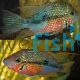 BLUE SPANGLED FIREMOUTH CICHLID 