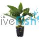 Blue Stricta - Emersed - Pot