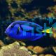 Blue Tang TIN