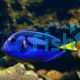 Blue Tang MED