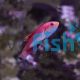 Blue Throated Fairy Wrasse
