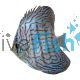 Blue Turquoise Discus