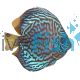 Blue Turquoise Discus