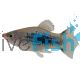 Neon Blue Tuxedo Platy
