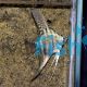 Blue Zebra Angelfish 4.5cm