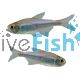 Blueberry Tetra