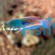 Blueside Fairy Wrasse