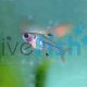 Pristella Blushing Tetra 3.5cm