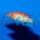 Diana's Hogfish
