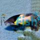 Bodianus mesothorax 