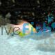 Hogfish - Coral Adult 
