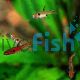 Rasbora Maculata