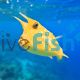 Longhorn Boxfish - Small