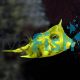 Longhorn Boxfish 