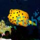 Boxfish Yellow 