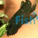 Bristlenose Catfish 