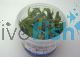 Broad Leaf Chain Sword Tissue Culture Tub