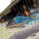 Emerald Catfish - Brochis splendens