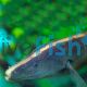 Brown Ghost Knife Fish - Apteronotus leptorhynchus 