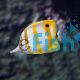 Butterflyfish Copperband TIN