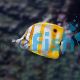 Copperband Butterflyfish