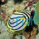 Butterflyfish Scrawled - Medium
