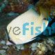 Butterflyfish Speckled