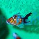 Calico Fantail - Carassius auratus 