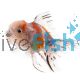 Calico Oranda