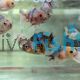 Calico Oranda