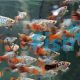 Calico Redtail Blue Platy